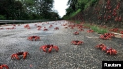 Kepiting merah bermigrasi melintasi jalan di Pulau Christmas, Australia. (Parks Australia via REUTERS) 