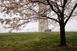 The base of the Washington Monument and is uninhabited on the National Mall in Washington, March 23, 2020, as a tree blooms in the foreground.