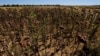 Sunflowers suffer from lack of water, as Europe is under an unusually extreme heat wave, in Beaumont du Gatinais, 60 miles south of Paris, France, Aug. 8, 2022.