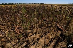 FILE - Sunflowers suffer as Europe is under an unusually extreme heat wave, in Beaumont du Gatinais, 60 miles south of Paris, France, Aug. 8, 2022.