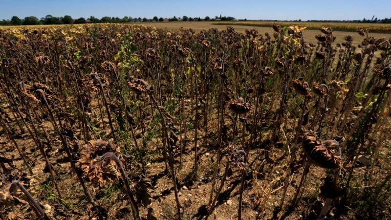 WMO: July Is One of Warmest Months on Record