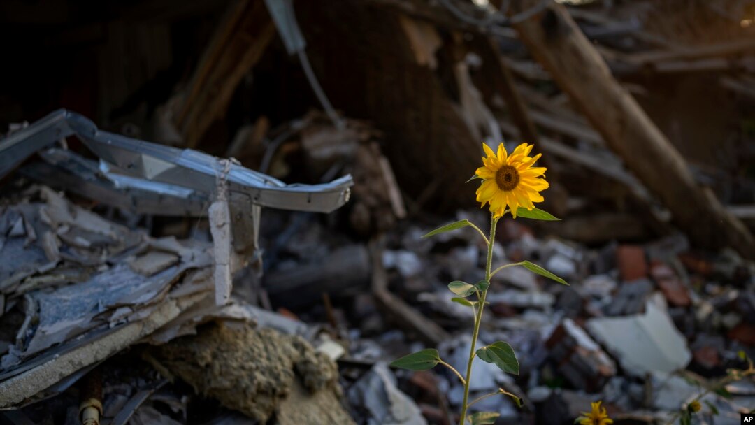 Sunflowers grow amid the rubble of a house bombed in May by Russians in Chernihiv, Ukraine, Aug. 29, 2022. The bombs destroyed the house, killing five members of a family sleeping inside of it.