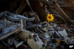 Bunga matahari tumbuh di tengah puing-puing rumah yang dibom pada Mei oleh Rusia di Chernihiv, Ukraina, 29 Agustus 2022. (Foto: AP)