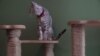 Pemilik Kucing Mulai Bepergian, Hotel Kucing di Paris Kembali Penuh