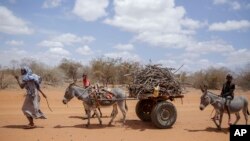 8月19日，在肯尼亞北部的一個村莊，村民們走在驢子旁邊，驢子馱著木頭。