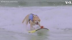 加州舉行世界狗衝浪錦標賽