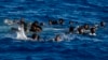 Greece: Dozens Still Missing After Migrant Boat Sinks 
