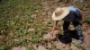 Chinese Farmers Struggle as Scorching Drought Wilts Crops