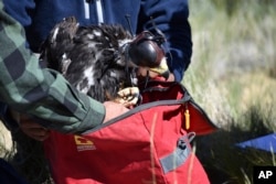 Researcher Charles "Chuck" Preston places a young golden eagle into a bag so it can be returned to its nest after the bird was temporarily removed as part of research into the species' population, on Wednesday, June 15, 2022 near Cody, Wyo.