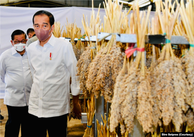 Presiden mendorong pengembangan sorgum secara masih karena ancaman krisis pangan, khususnya gandum. (Foto: Setpres)