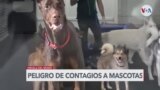 CDC recomiendan a infectados por viruela del mono alejarse de mascotas 