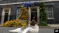 El gato mascota del gobierno británico frente a flores del color de la bandera ucraniana en frente al 10 Downing street en Londres el 24 de agosto del 2022. (Foto AP/Frank Augstein)