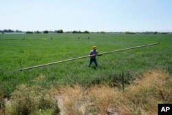 Walter Fernandez memindahkan pipa irigasi di ladang alfalfa milik Al Medvitz di Rio Vista, California, Senin, 25 Juli 2022. Medvitz menginginkan persetujuan dari pemerintah untuk dapat membangun waduk kecil untuk menyimpan air tawar agar dapat digunakan pada saat musim kering. (AP Photo/Rich Pedroncelli)