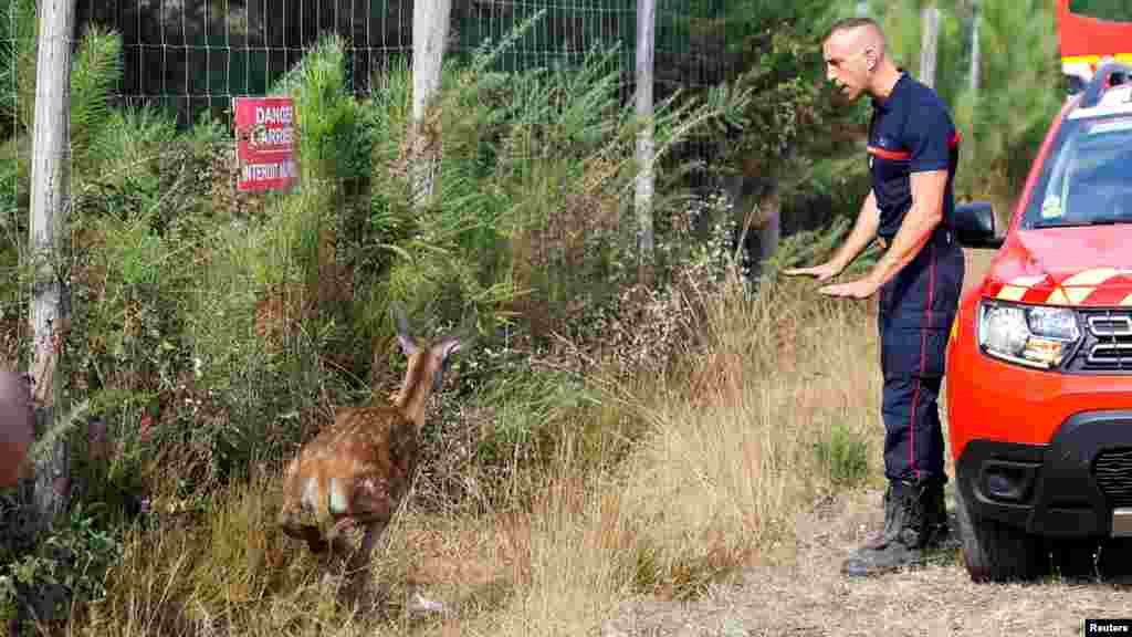 A baby deer tries to escape the fire in Belin-Beliet as wildfires continue to spread in the Gironde region of southwestern France.