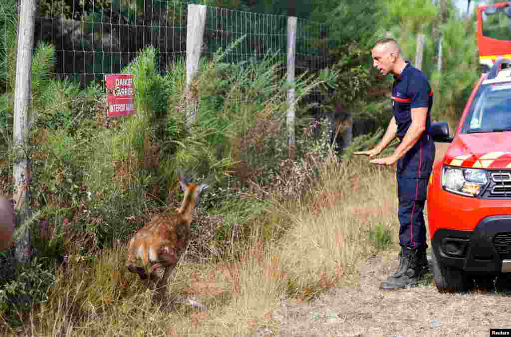 Seekor rusa mencoba melarikan diri dari kobaran api di Belin-Beliet, sementara kebakaran hutan terus menyebar di wilayah Gironde di Prancis barat daya (12/8). (Foto: Reuters)