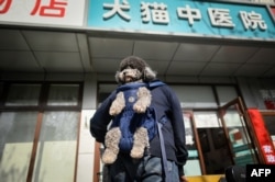 Seorang pria membawa anjingnya meninggalkan klinik pengobatan tradisional untuk hewan di Beijing, setelah menerima akupunktur dan terapi inframerah, 12 April 2022.(WANG ZHAO / AFP)