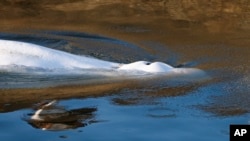 Beluga whale that strayed into France's Seine river swims near the Notre-Dame-de-la-Garenne lock in Saint-Pierre-la-Garenne, west of Paris, Aug. 9, 2022. 