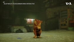 视频游戏引发爱猫人士共鸣 掀起为真流浪猫众筹的努力