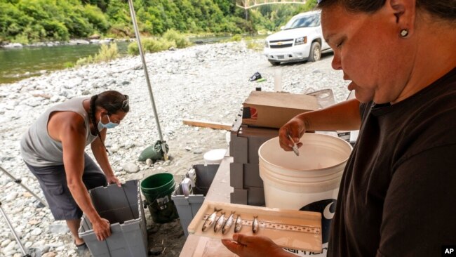 FILE - Jamie Holt, lead fisheries technician for the Yurok Tribe, right, and Gilbert Myers count dead salmon pulled from a trap in the lower Klamath River on June 8, 2021, in Weitchpec, Calif.