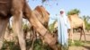 CHAD-ENVIRONMENT-MIGRATION-HERDERS-tchad