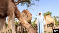 Abakar Mahamat Tahir, un éleveur nomade du camp de Toukra, compte ses chameaux au Tchad, le 10 juin 2022.