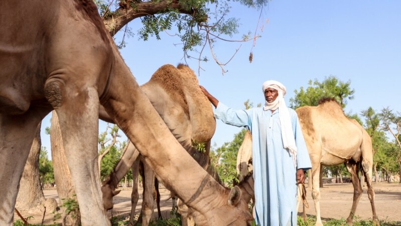 Le bilan des combats entre éleveurs et cultivateurs tchadiens monte à 19 morts