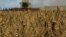 FILE: A combine harvests wheat in a field near the village of Zghurivka, amid Russia's attack on Ukraine, in Kyiv region, Ukraine. Taken 8.9.2022