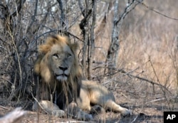 FILE - A lion lies in the Kruger National Park, South Africa, Tuesday, Aug, 25, 2020. Africa's national parks, home to thousands of wildlife species are increasingly threatened by below-average rainfall and new infrastructure projects. (AP Photo/Kevin Anderson, File)