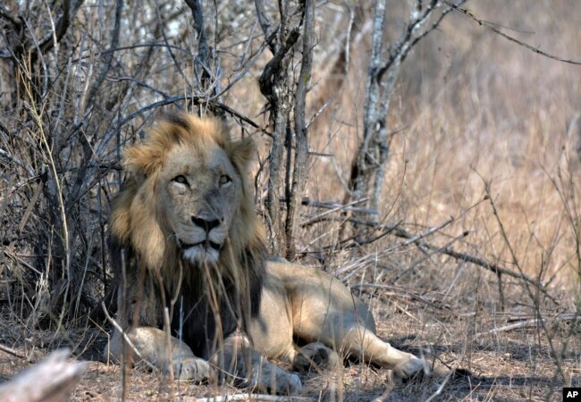 FILE - A lion lies in the Kruger National Park, South Africa, Tuesday, Aug, 25, 2020. Africa's national parks, home to thousands of wildlife species are increasingly threatened by below-average rainfall and new infrastructure projects. (AP Photo/Kevin Anderson, File)