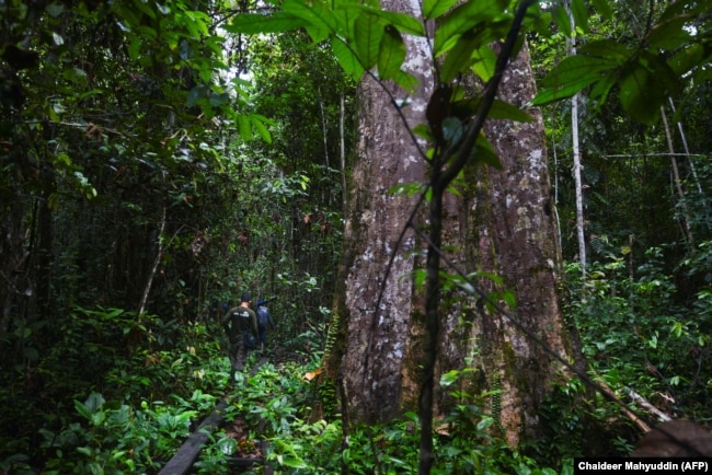 Polisi hutan berpatroli di ekosistem Leuser dekat Kabupaten Subulussalam, Aceh, sebagai ilustrasi. (Foto: AFP/Chaideer Mahyuddin)