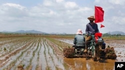 파일 - 2021년 5월 25일 사진. 북한 평양 랑낭구 남사협동농장에서 농부들이 벼를 심고 있다.