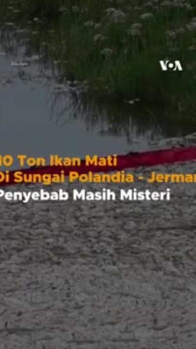10 Ton Ikan Mati di Sungai Polandia - Jerman, Penyebab Masih Misteri 