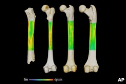 This photo provided by the University of Poitiers in August 2022 shows an example of analysis performed to work out how Sahelanthropus tchadensis moved. From left are the femurs of Sahelanthropus tchadensis, a modern human, a chimpanzee and a gorilla. (Franck Guy/PALEVOPRIM/CNRS – Universite de Poitiers via AP)