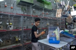 Youssef Ashraf prepares parakeets for sale at his shop in Gaza City, Tuesday, Aug. 23, 2022. (AP Photo/Fatima Shbair)