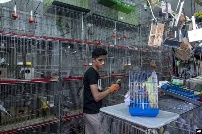 Youssef Ashraf prepares parakeets for sale at his shop in Gaza City, Tuesday, Aug. 23, 2022. (AP Photo/Fatima Shbair)