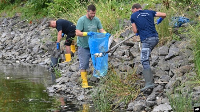 Volunteers recover dead fish from the water of the German-Polish border river Oder in Lebus, eastern Germany, Aug. 13, 2022.