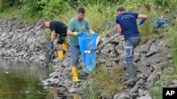 جرمن -پولینڈ سرحدی دریا کے پانی سےر رضاکار مردہ مچھلیاں نکال رہے ہیں: اے پی