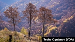 Дивата сеча е застапена низ целата држава