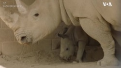 圣迭戈野生动物园迎来南白犀宝宝 