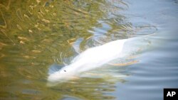 A beluga whale in the Seine River in Notre Dame de la Garenne, west of Paris, Aug. 8, 2022, in this image taken by environmental group Sea Shepherd. 