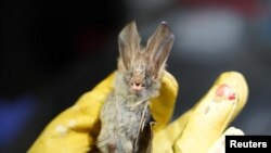 A researcher from the Institut Pasteur du Cambodge holds a bat captured at Chhngauk Hill in Thala Borivat District, Steung Treng Province Cambodia, August 30, 2021. Picture taken August 30, 2021. (REUTERS/Cindy Liu)