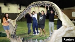 Workers move a jaw reconstruction of a Charcharodon megalodon in New York on June 21, 2004, in preparation for an auction of dinosaurs and other prehistoric creatures.