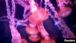 JELLYFISH-GENOME/IMMORTALITY