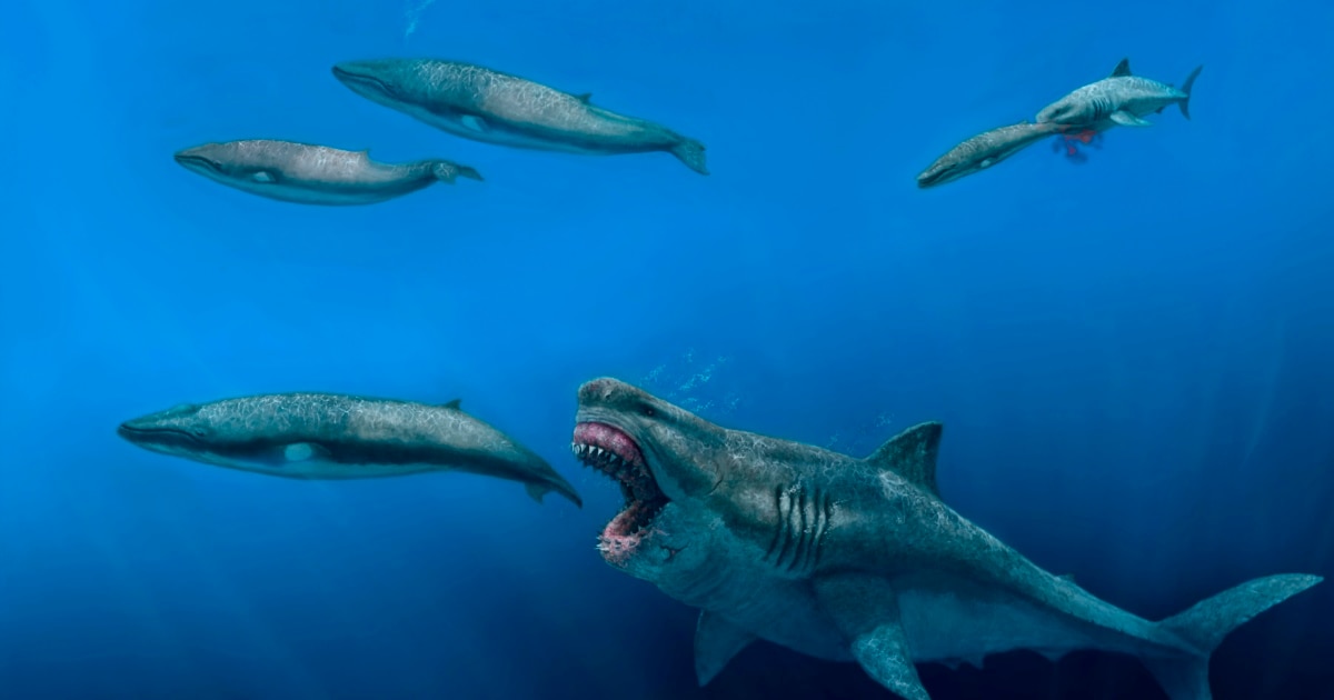 SHARKS&WHALES REAPED BY MAN 北欧メロハー,AOR Scientists Model an Ancient Shark Able to Eat Whales in a Few Bites