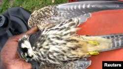 FILE - A dead Goshawk bird found, found around the Lake Naivasha, is held by David Kilo, a Kenyan bird expert and the chairman of the Lake Naivasha anti-poaching unit, in Naivasha December 5, 2005. 