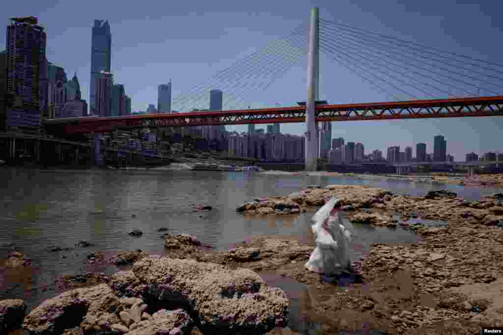 Seorang perempuan dengan gaun pengantin berjalan di dasar sungai kering Sungai Jialing, anak sungai Yangtze, yang mendekati rekor rendahnya permukaan air sungai selama musim kemarau di kota Chongqing, China.