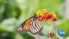 Will Monarch Butterflies Go Extinct? Some Say It’s a Flight of Fancy