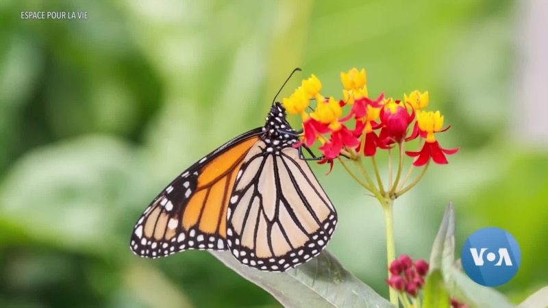 Will Monarch Butterflies Go Extinct? Some Say It’s a Flight of Fancy