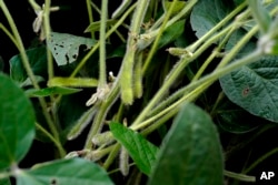 Soybeans are seen at Jeff O'Connor's farm, Thursday, Aug. 4, 2022, in Kankakee, Ill. (AP Photo/Nam Y. Huh)