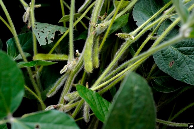 Soybeans are seen at Jeff O'Connor's farm, Thursday, Aug. 4, 2022, in Kankakee, Ill. (AP Photo/Nam Y. Huh)